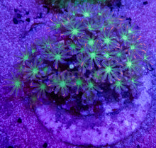 Load image into Gallery viewer, Clavularia sp. “Papaya” – WYSIWYG Colony