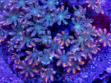 Load image into Gallery viewer, Clavularia sp. “Papaya” – WYSIWYG Colony