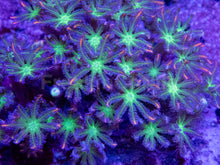 Load image into Gallery viewer, Clavularia sp. “Papaya” – WYSIWYG Colony