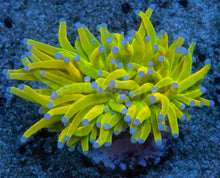 Load image into Gallery viewer, Euphyllia glabrescens “Holy Grail Toxic Green Blue Tip” – WYSIWYG