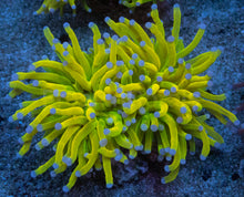 Load image into Gallery viewer, Euphyllia glabrescens “Holy Grail Toxic Green Blue Tip” – WYSIWYG