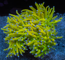 Load image into Gallery viewer, Euphyllia glabrescens “Holy Grail Toxic Green Blue Tip” – WYSIWYG 3-4 Heads
