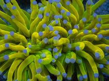 Load image into Gallery viewer, Euphyllia glabrescens “Holy Grail Toxic Green Blue Tip” – WYSIWYG - 2 Heads