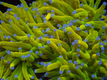 Load image into Gallery viewer, Euphyllia glabrescens “Holy Grail Toxic Green Blue Tip” – WYSIWYG 3-4 Heads