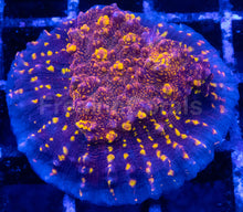 Load image into Gallery viewer, Echinophyllia sp. “Gold Meister Rust” – WYSIWYG