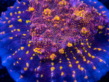 Load image into Gallery viewer, Echinophyllia sp. “Gold Meister Rust” – WYSIWYG