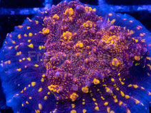 Load image into Gallery viewer, Echinophyllia sp. “Gold Meister Rust” – WYSIWYG