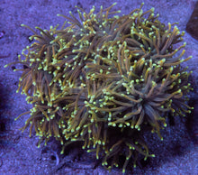 Load image into Gallery viewer, Euphyllia glabrescens “Dragon Soul” – Grade A – Cut to Order