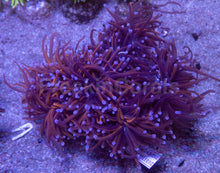 Load image into Gallery viewer, Euphyllia glabrescens “NY Knicks” – Cut to Order