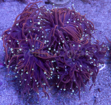 Load image into Gallery viewer, Euphyllia glabrescens “Hellfire” – Cut to Order