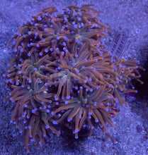 Load image into Gallery viewer, Euphyllia glabrescens “USA Holy Grail” – Cut to Order