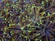 Load image into Gallery viewer, Euphyllia glabrescens “Dragon Soul” – Grade A – Cut to Order