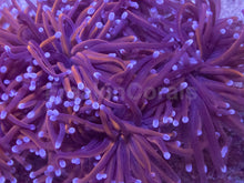 Load image into Gallery viewer, Euphyllia glabrescens “NY Knicks” – Cut to Order