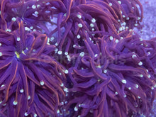 Load image into Gallery viewer, Euphyllia glabrescens “Hellfire” – Cut to Order