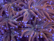 Load image into Gallery viewer, Euphyllia glabrescens “USA Holy Grail” – Cut to Order