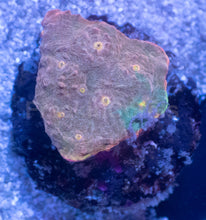 Carregar imagem no visualizador da galeria, Sunrise Mist Chalice