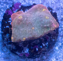 Carregar imagem no visualizador da galeria, Sunrise Mist Chalice