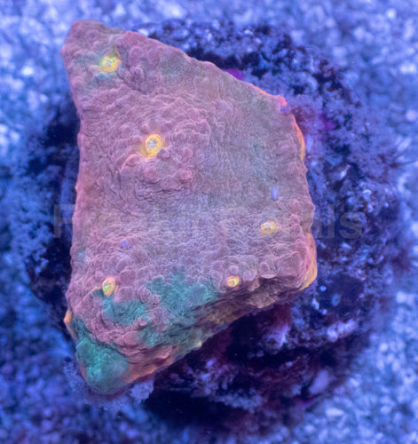 Sunrise Mist Chalice