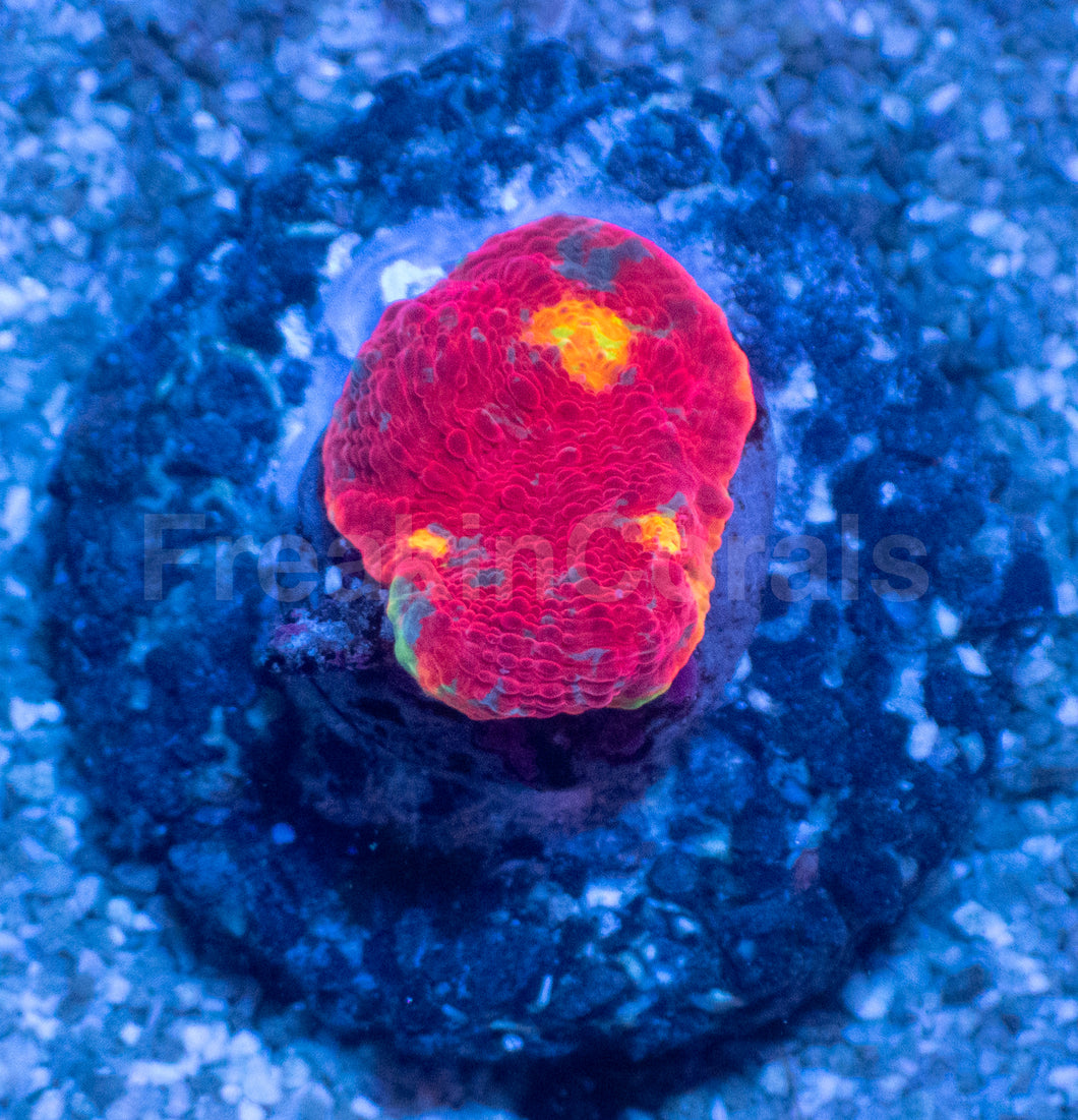 SC Rainbow Dynamite Chalice (WYSIWYG)