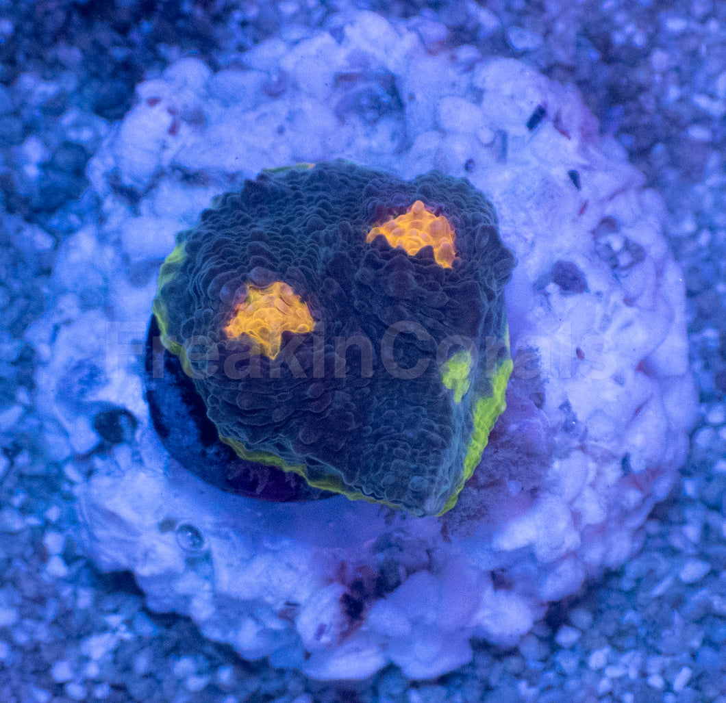 Bugatti Rainbow Chalice (Colony) – WYSIWYG