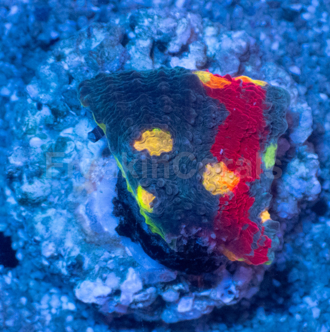 Bugatti Rainbow Chalice (Colony) – WYSIWYG