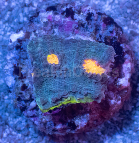 Bugatti Rainbow Chalice (Colony) – WYSIWYG