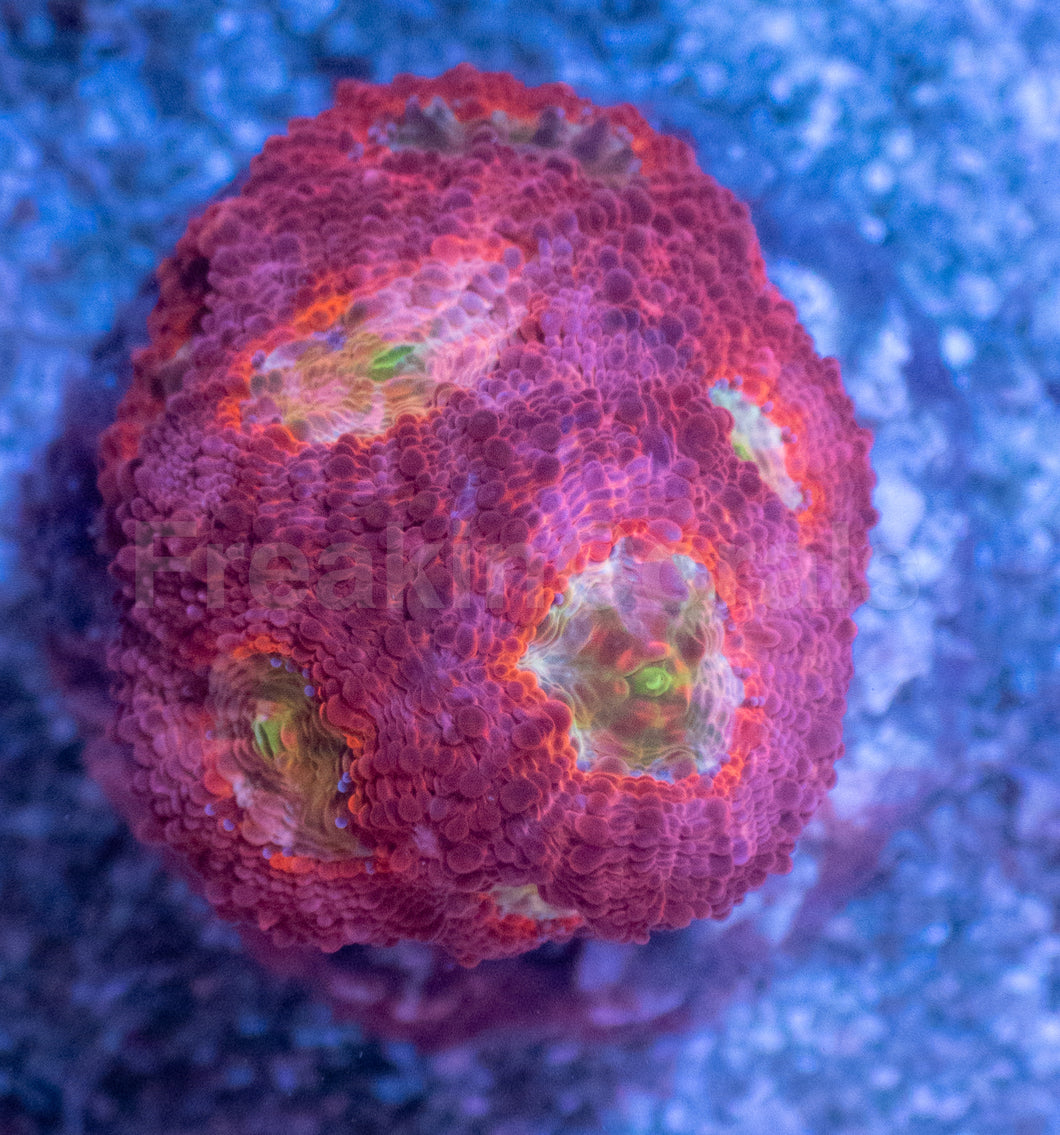 Orange Echinata Acanthastrea Frag
