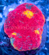 Carregar imagem no visualizador da galeria, SC Rainbow Dynamite Chalice (WYSIWYG)