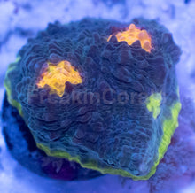 Load image into Gallery viewer, Bugatti Rainbow Chalice (Colony) – WYSIWYG