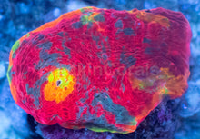 Carregar imagem no visualizador da galeria, SC Rainbow Dynamite Chalice (WYSIWYG)