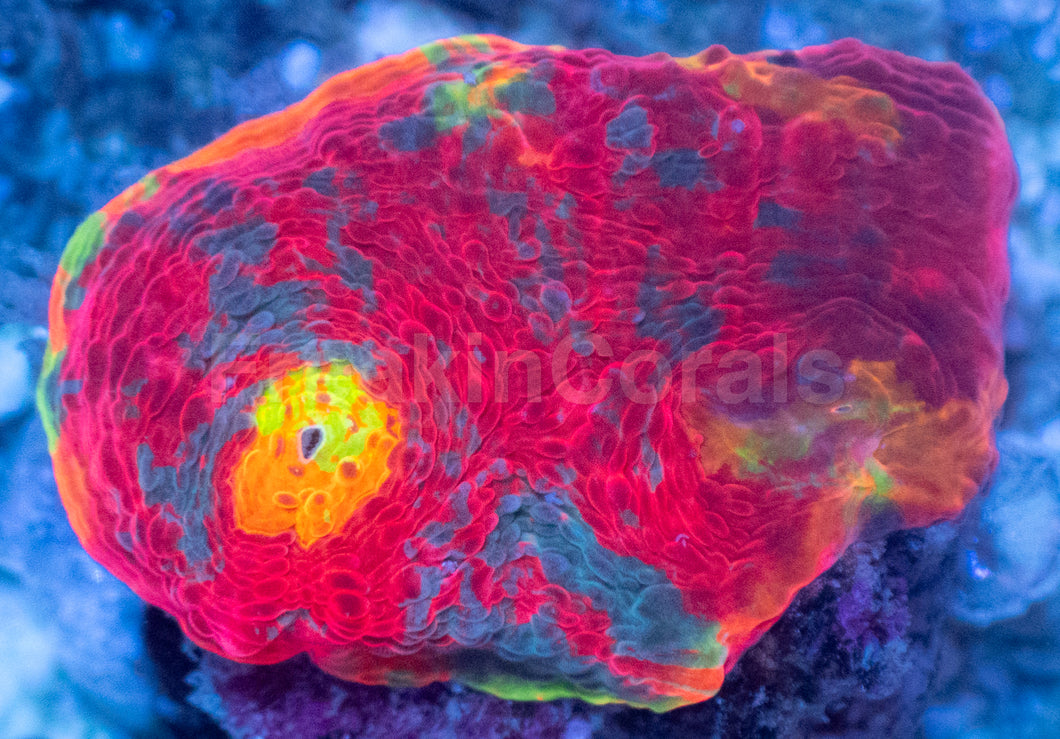 SC Rainbow Dynamite Chalice (WYSIWYG)