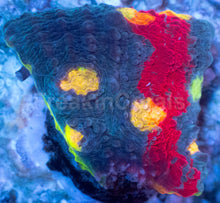 Load image into Gallery viewer, Bugatti Rainbow Chalice (Colony) – WYSIWYG