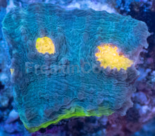 Load image into Gallery viewer, Bugatti Rainbow Chalice (Colony) – WYSIWYG