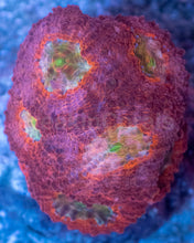 Load image into Gallery viewer, Orange Echinata Acanthastrea Frag