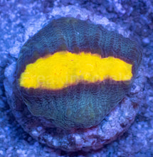 Carregar imagem no visualizador da galeria, WWC Sundrop Chalice (Colony) – First Release – Frag Similar to Photo