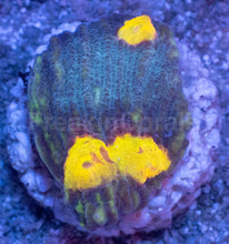 Carregar imagem no visualizador da galeria, WWC Sundrop Chalice (Colony) – First Release – Frag Similar to Photo