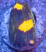 Carregar imagem no visualizador da galeria, WWC Sundrop Chalice (Colony) – First Release – Frag Similar to Photo