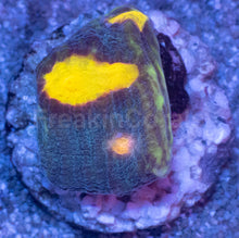 Carregar imagem no visualizador da galeria, WWC Sundrop Chalice (Colony) – First Release – Frag Similar to Photo