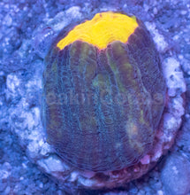 Carregar imagem no visualizador da galeria, WWC Sundrop Chalice (Colony) – First Release – Frag Similar to Photo