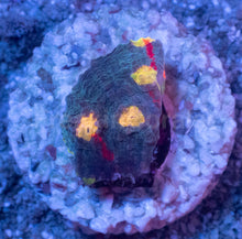 Load image into Gallery viewer, Bugatti Rainbow Chalice (Colony) – WYSIWYG