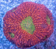 Load image into Gallery viewer, Orange Echinata Acanthastrea Frag
