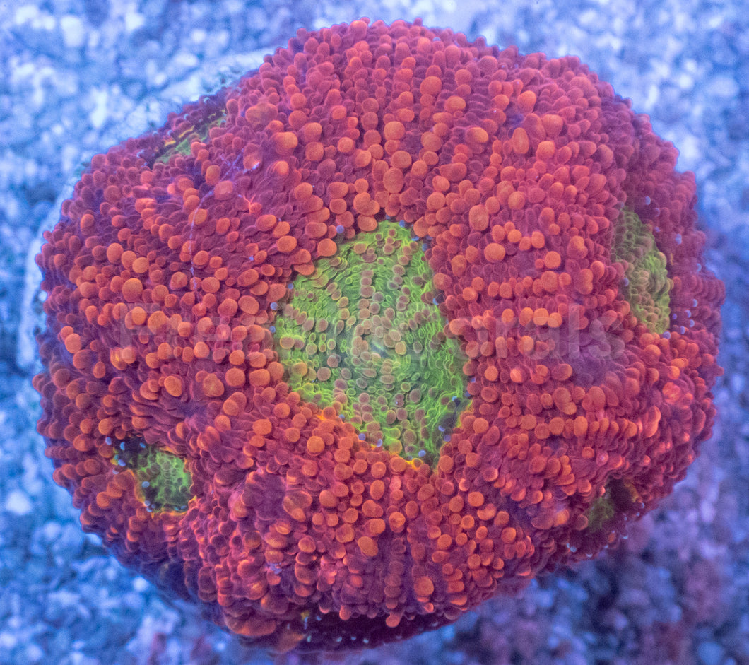 Orange Echinata Acanthastrea Frag