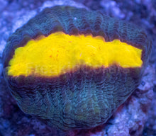 Carregar imagem no visualizador da galeria, WWC Sundrop Chalice (Colony) – First Release – Frag Similar to Photo