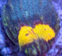 Carregar imagem no visualizador da galeria, WWC Sundrop Chalice (Colony) – First Release – Frag Similar to Photo