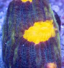 Carregar imagem no visualizador da galeria, WWC Sundrop Chalice (Colony) – First Release – Frag Similar to Photo