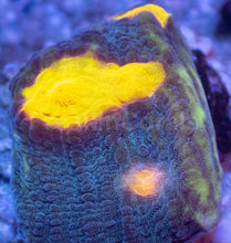 Carregar imagem no visualizador da galeria, WWC Sundrop Chalice (Colony) – First Release – Frag Similar to Photo