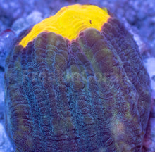 Carregar imagem no visualizador da galeria, WWC Sundrop Chalice (Colony) – First Release – Frag Similar to Photo