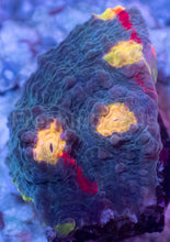 Load image into Gallery viewer, Bugatti Rainbow Chalice (Colony) – WYSIWYG