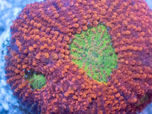 Load image into Gallery viewer, Orange Echinata Acanthastrea Frag