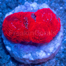 Carregar imagem no visualizador da galeria, Two-Tone Red Acanthastrea bowerbanki Frag Acanthastrea bowerbanki (Two-Tone Red Morph)